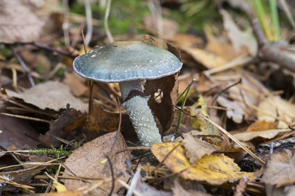 Psilocybe aeruginosa — Stockfoto