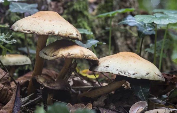 Fungus in forest — Stock Photo, Image