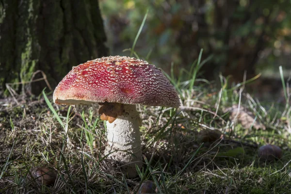 Amanita muscaria oder Fliegenpilz — Stockfoto