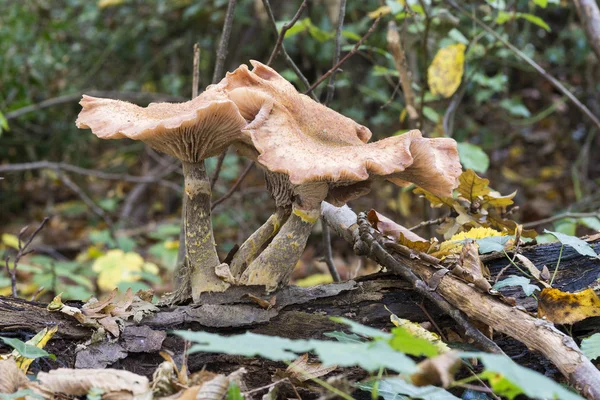 Fungus in forest — Stock Photo, Image