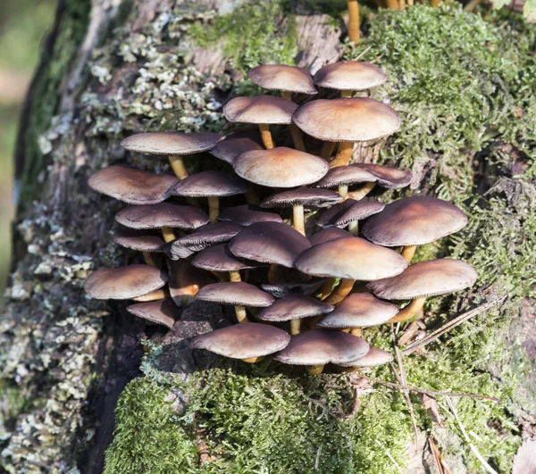 Fungus in forest — Stock Photo, Image