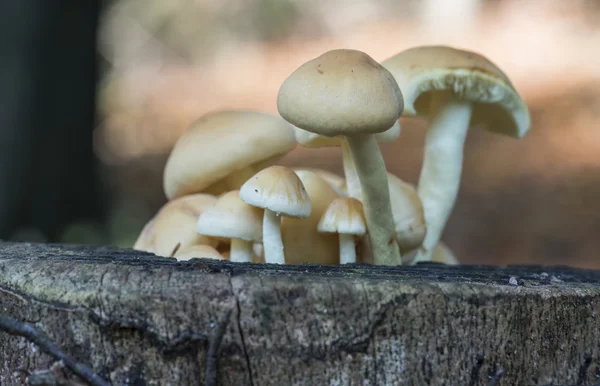 Fungus in forest — Stock Photo, Image