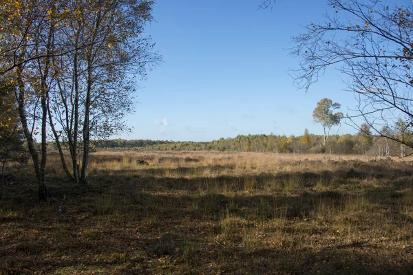 Nature area gilderhauser venn — Stock Photo, Image