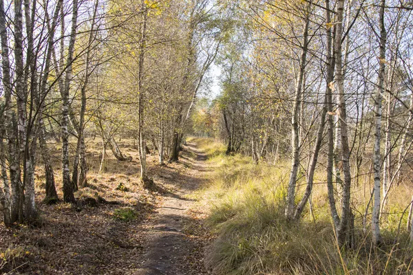 Wald mit Rindenbäumen im Herbst — Stockfoto