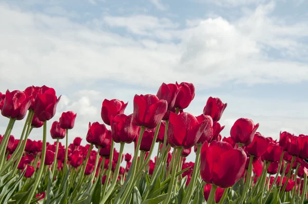 Tulipes rouges et ciel bleu — Photo