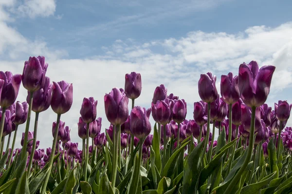 Tulipanes rosados — Foto de Stock