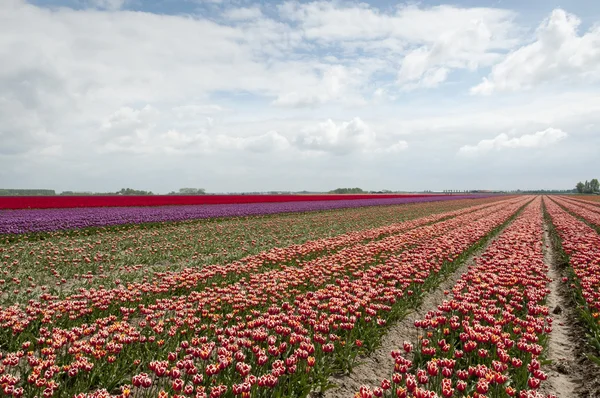 Tulip fields in holland — Stock Photo, Image