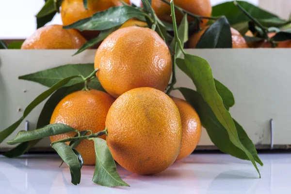 Makra formuláře mandarinky — Stock fotografie