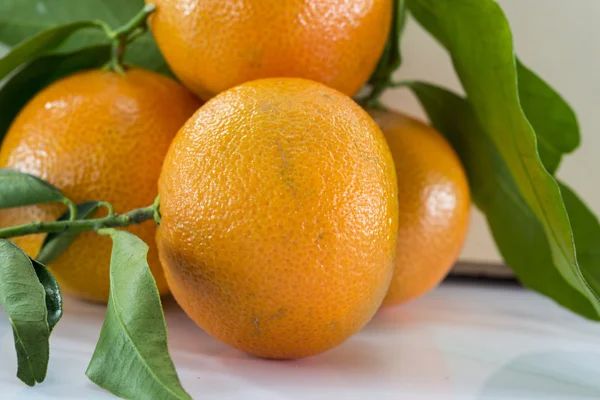 Makra formuláře mandarinky — Stock fotografie