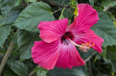hybiscus rosa chinesis