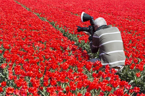 Man making photos in red tulip field — Stock Photo, Image