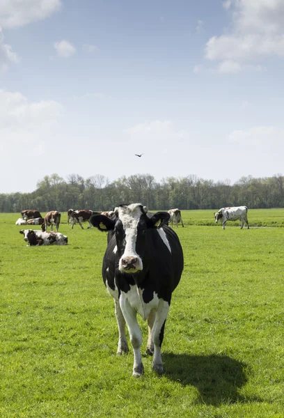 Vaca lokking en cámara —  Fotos de Stock