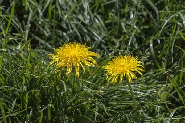 Maskros gula blommor — Stockfoto