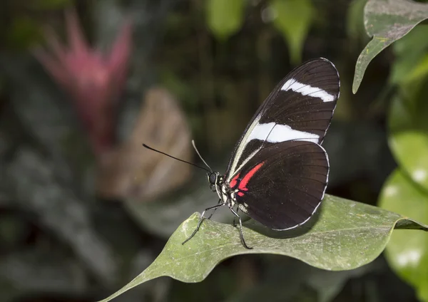 メルポメネー heliconius — ストック写真