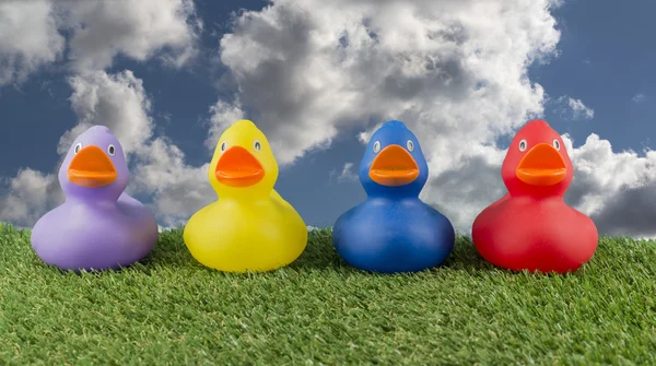 Pink yellow red and blue ducks — Stock Photo, Image