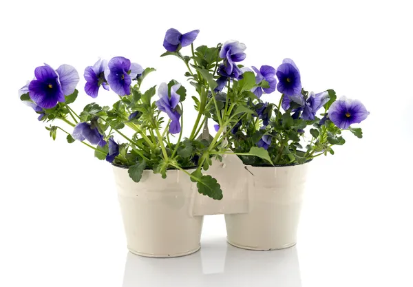 Blue violets in white vases — Stock Photo, Image