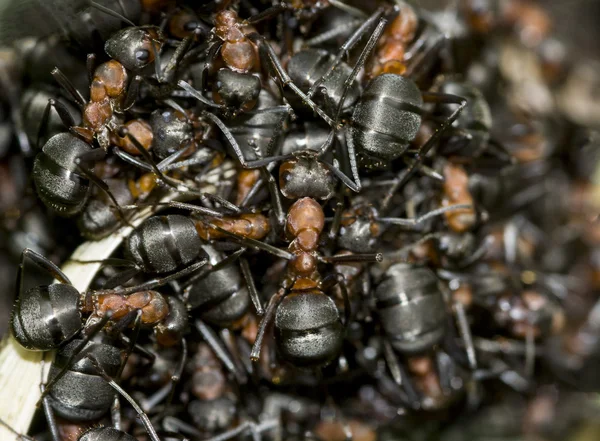 Hormigas rojas — Foto de Stock