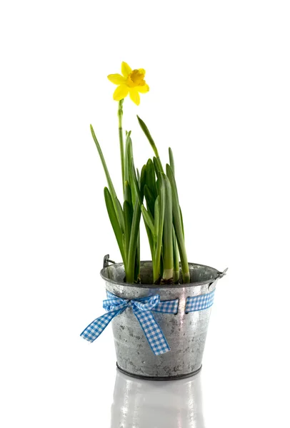 Metal bucket with yellow narcissus — Stock Photo, Image