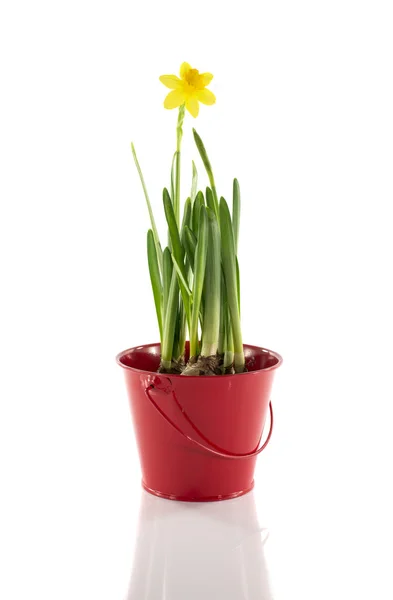 Red bucket with yellow narcissus — Stock Photo, Image