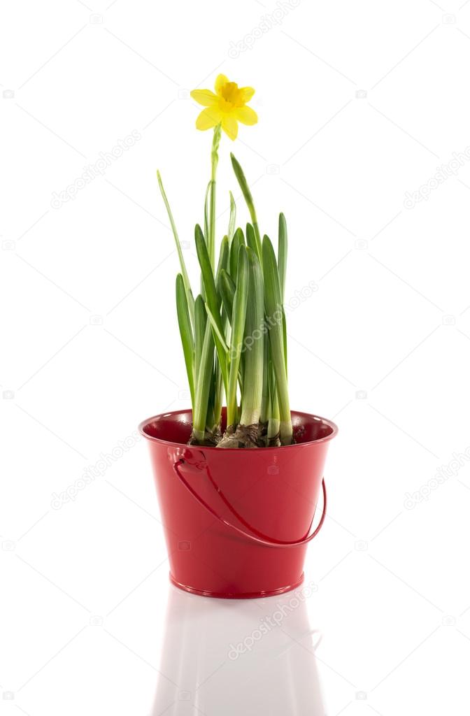 Red bucket with yellow narcissus