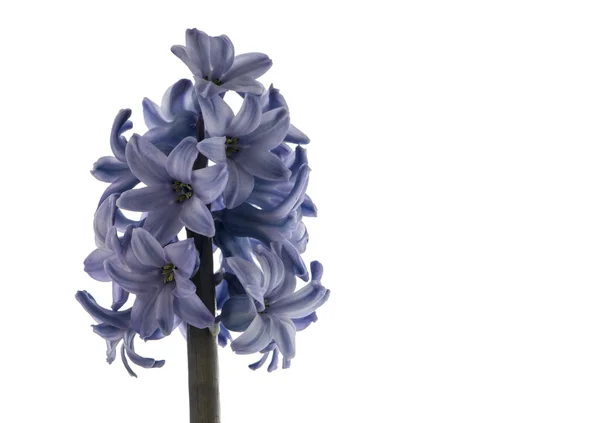 Asparagaceae o flor de jacinto — Foto de Stock
