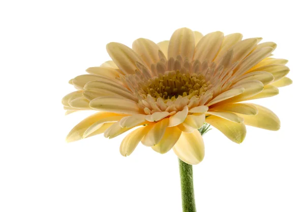 Květina žlutá gerbra — Stock fotografie