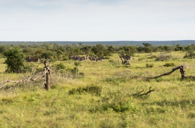 Kruger Ulusal Rezervi 'nde zebralar 
