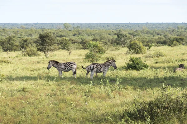 Зебры в Крюгерском заповеднике — стоковое фото