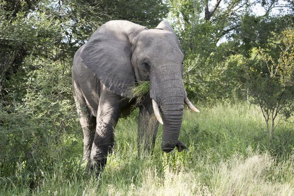 Grande elefante no parque Kruger — Fotografia de Stock