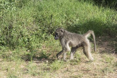 Maymun maymunu kruger Park  