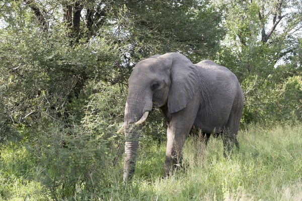 Duży słoń w kruger parku — Zdjęcie stockowe