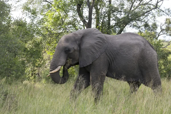 Big elephant in kruger park — Stock Photo, Image
