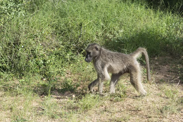 Pawian małpa w Parku Krugera — Zdjęcie stockowe