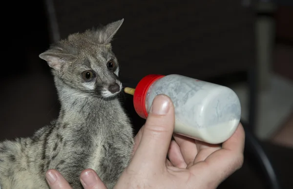 baby genet animal feed by bottle