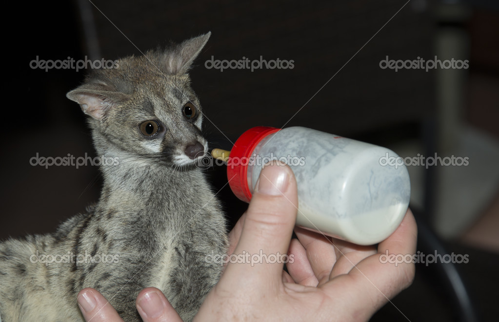 Genet Tierbabys Mit Flasche Füttern Stockfoto