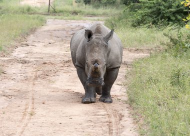 Beyaz rhino kruger Park