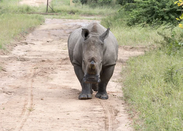 Breitmaulnashorn im Kruger Park — Stockfoto