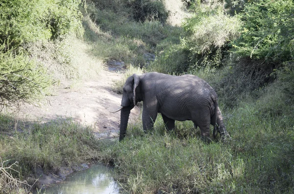 Grande elefante che attraversa il fiume — Foto Stock