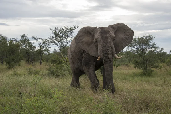 Grande elefante no parque Kruger — Fotografia de Stock