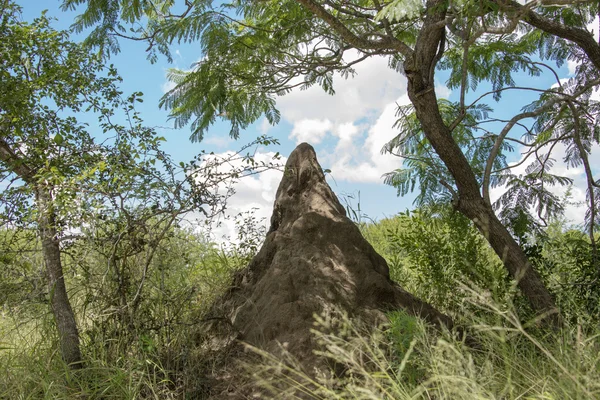 Большой термитный холм — стоковое фото