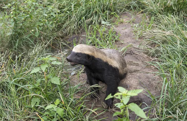 Африканський мед ratel — стокове фото