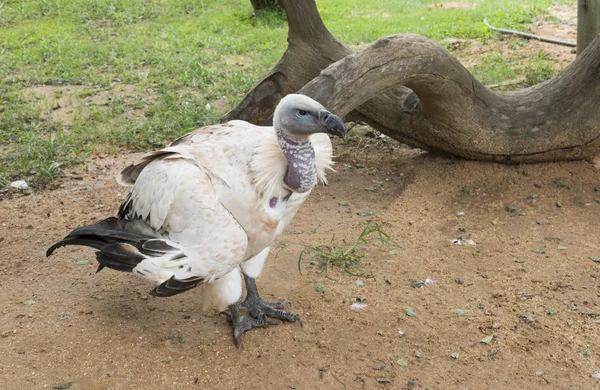 Avvoltoio nel parco naturale — Foto Stock