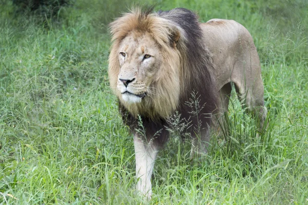 Самца льва — стоковое фото