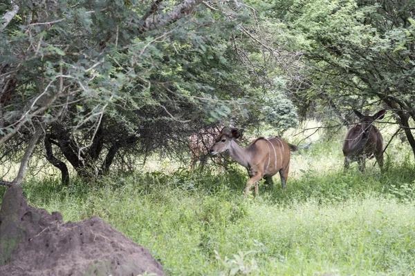 Africa nyala en safari —  Fotos de Stock