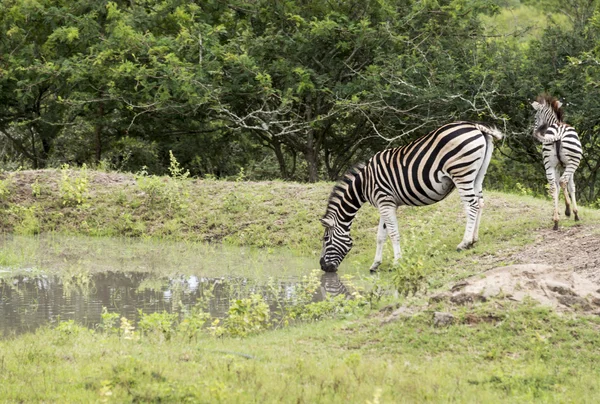 Zebra içme suyu — Stok fotoğraf