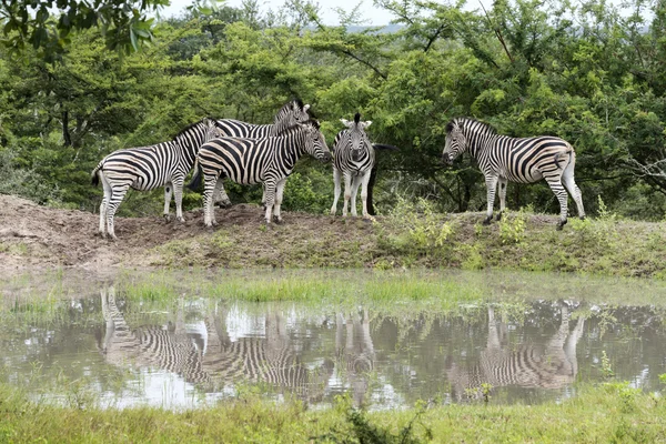 Grupp av zebror — Stockfoto