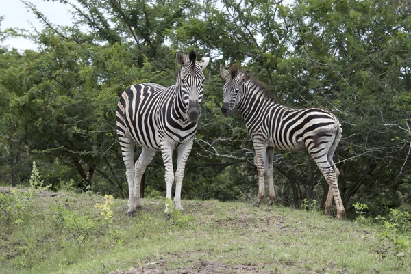 Zebra selvagem no parque nacional Kruger — Fotografia de Stock