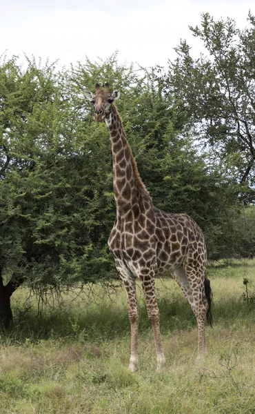 A Dél-afrikai zsiráf — Stock Fotó