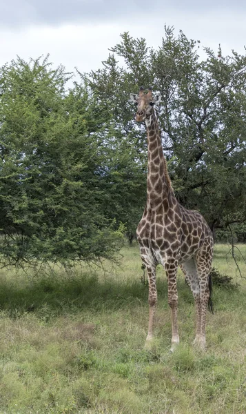 Girafe en Afrique du Sud — Photo