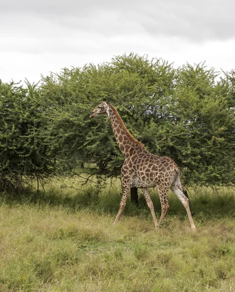 Pěší žirafa v Jižní Africe — Stock fotografie